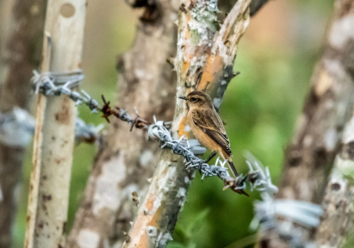 Siberian Stonechat - ML623797915