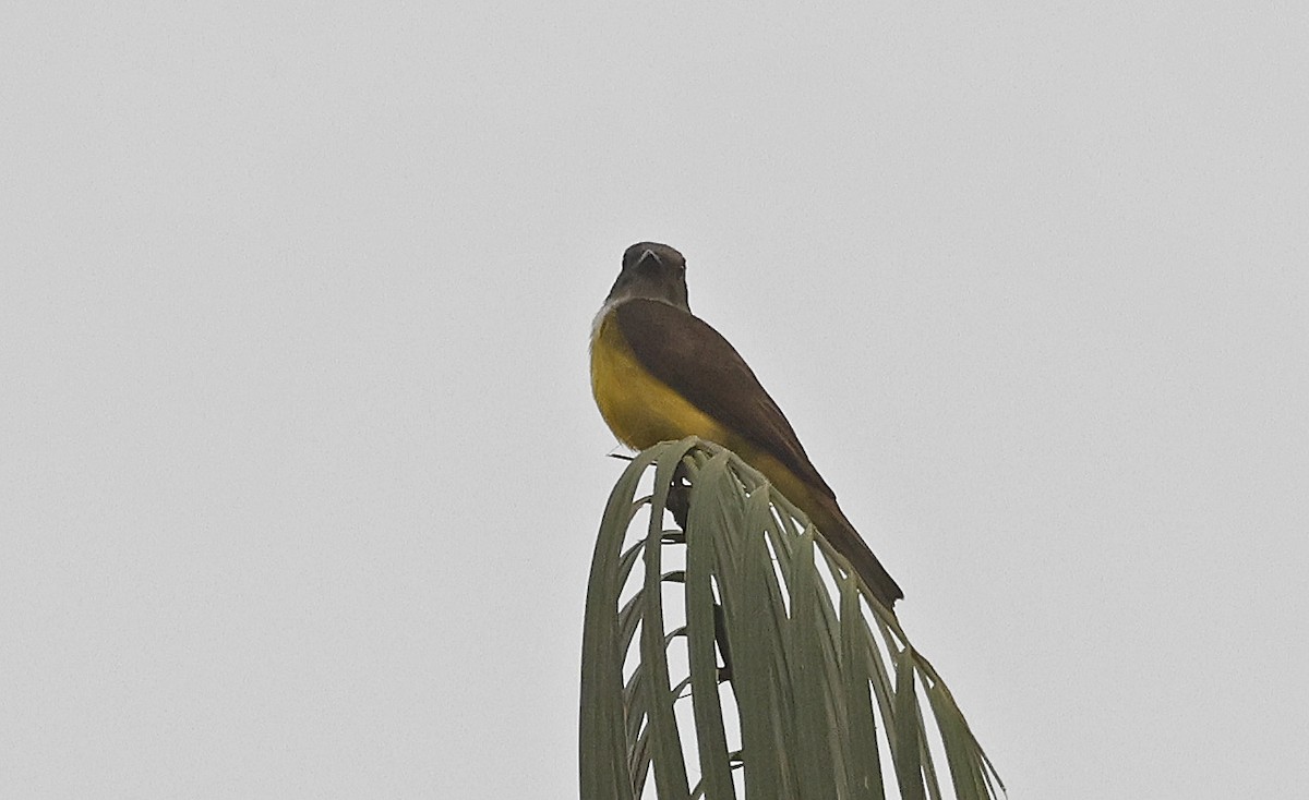 Sulphury Flycatcher - ML623797919