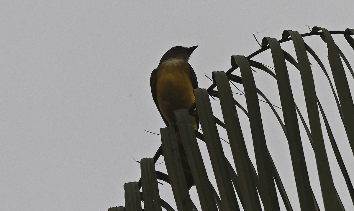 Sulphury Flycatcher - ML623797927