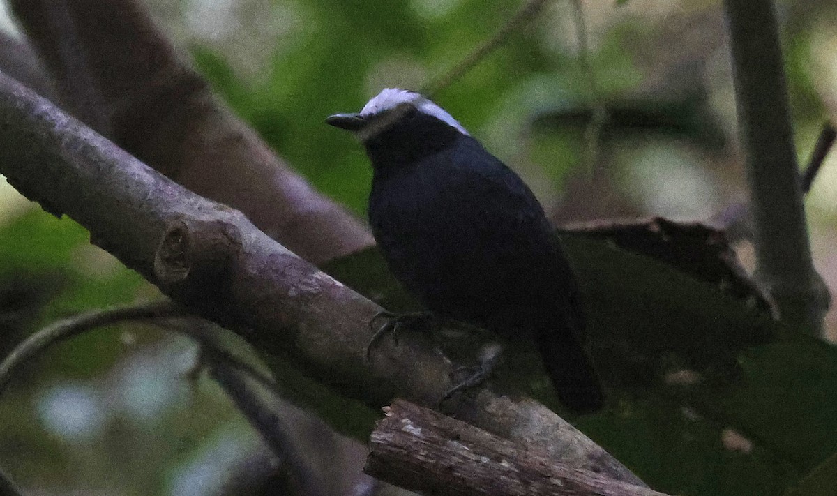 White-browed Antbird - ML623797939