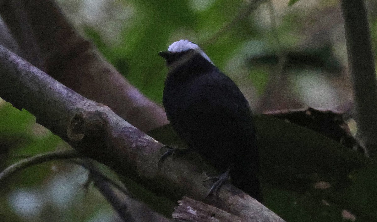 White-browed Antbird - ML623797941