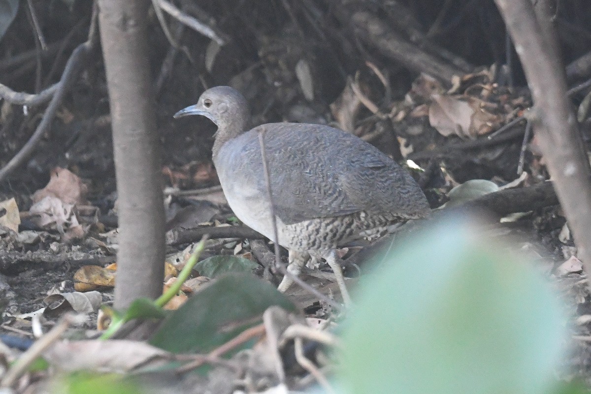 Undulated Tinamou - ML623797942