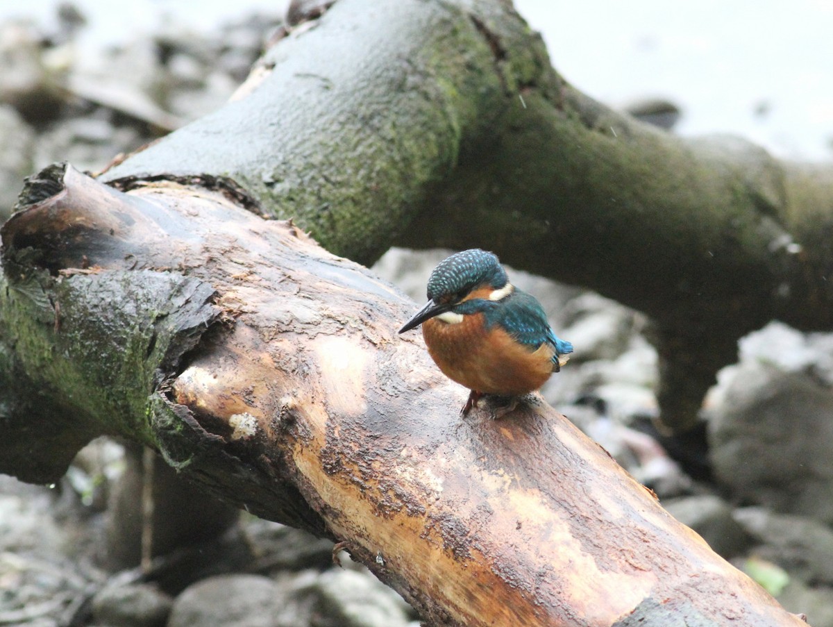 Common Kingfisher - Mark Warren