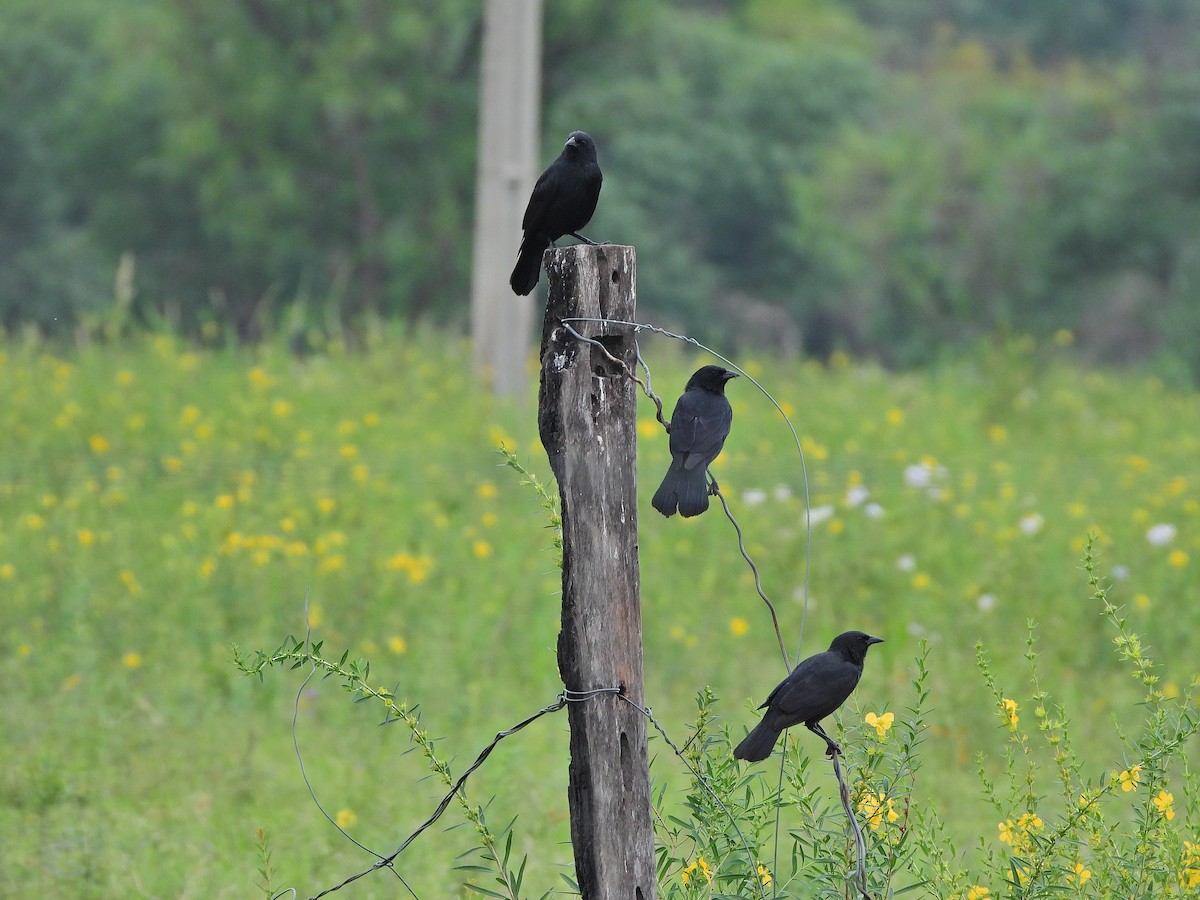 Chopi Blackbird - ML623797971