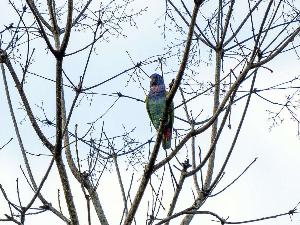 Blue-headed Parrot - ML623797972