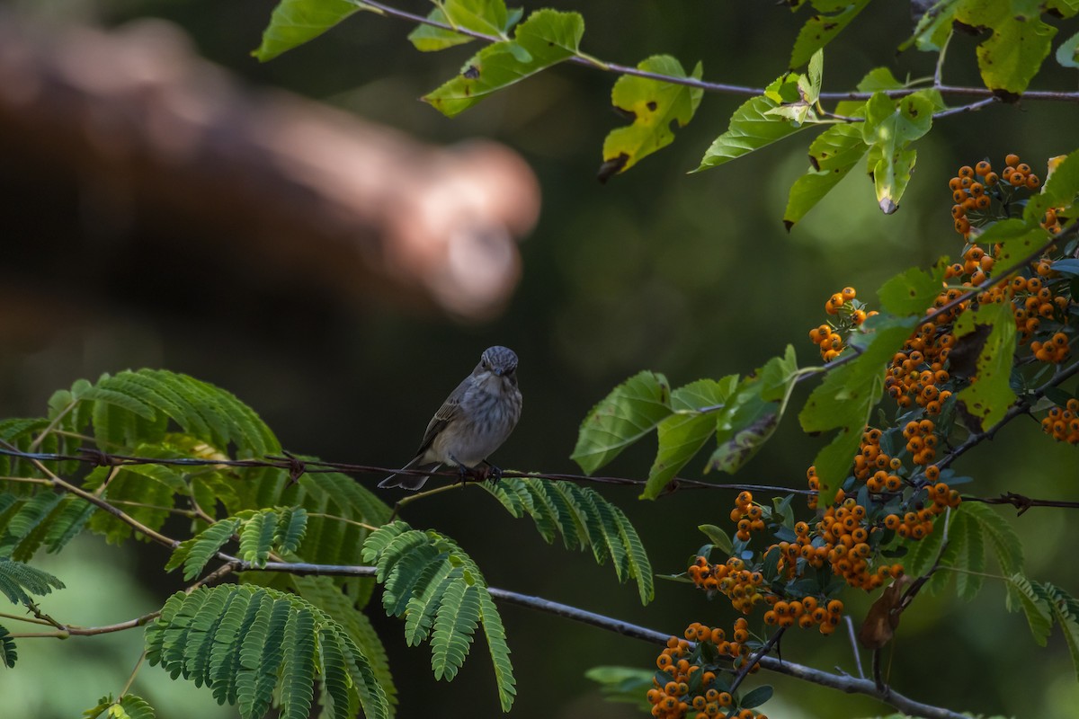 Spotted Flycatcher - ML623798009