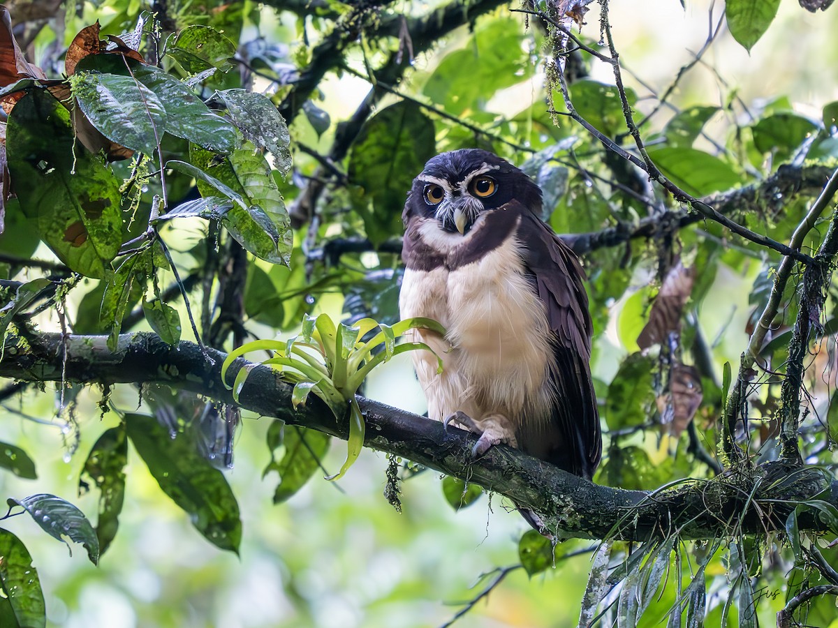 Spectacled Owl - ML623798013