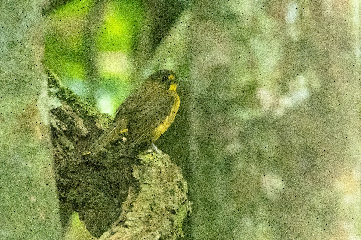 Lesser Bristlebill - ML623798028