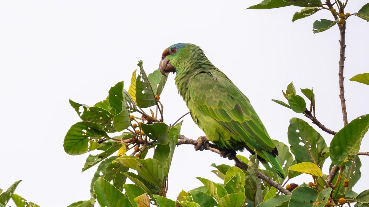 Festive Parrot - ML623798034