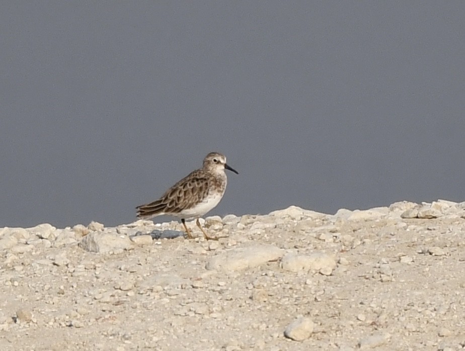 Least Sandpiper - ML623798035