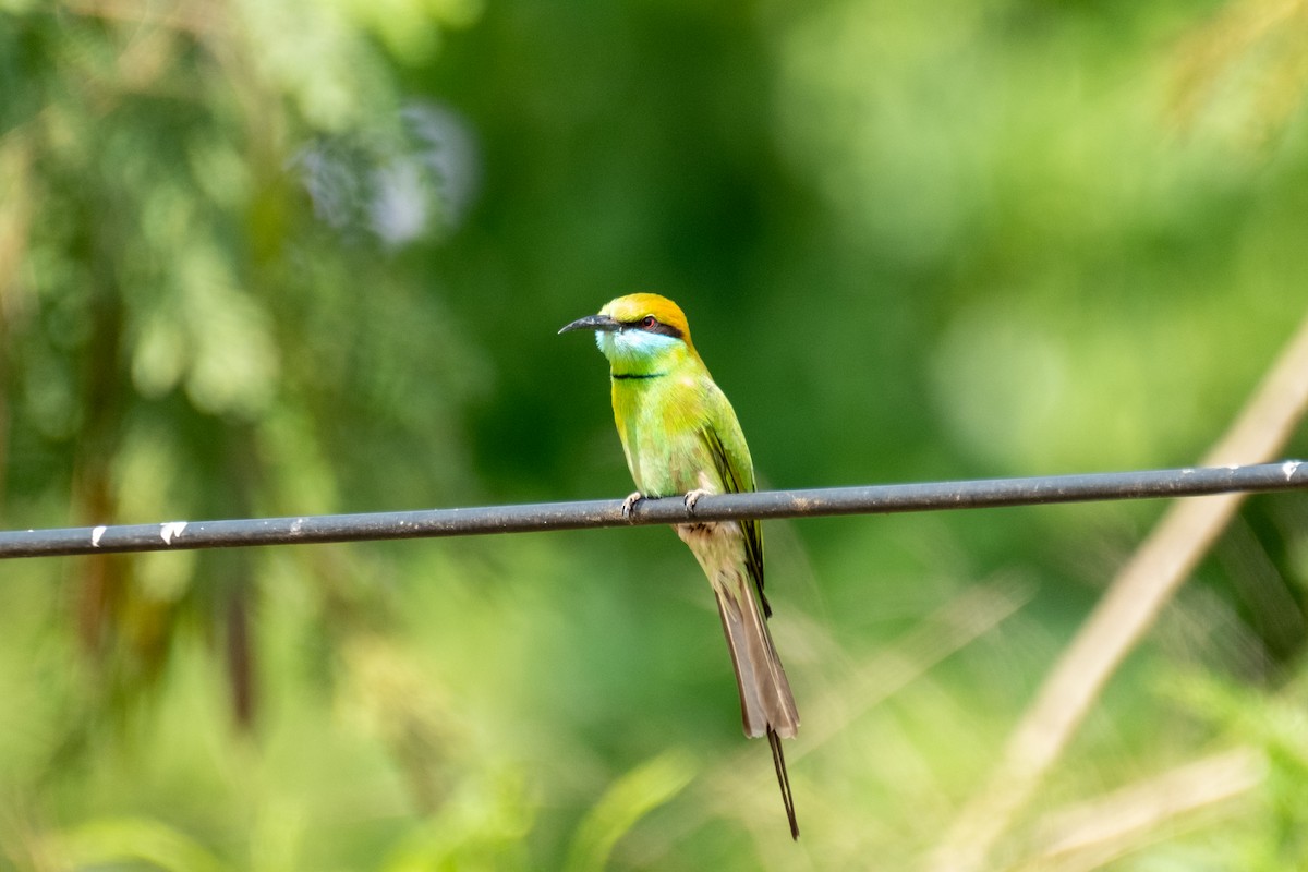 Asian Green Bee-eater - ML623798039