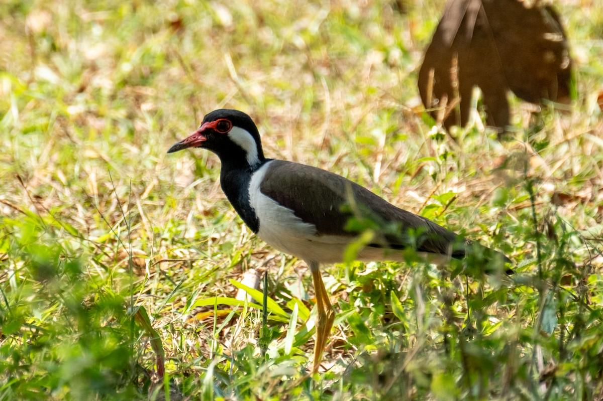 Red-wattled Lapwing - I-Ju Chen