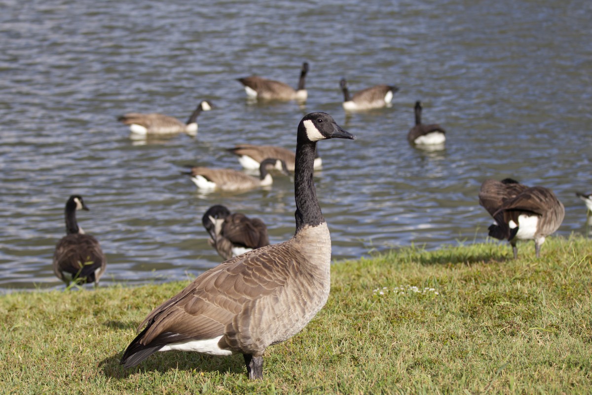 Canada Goose - ML623798047