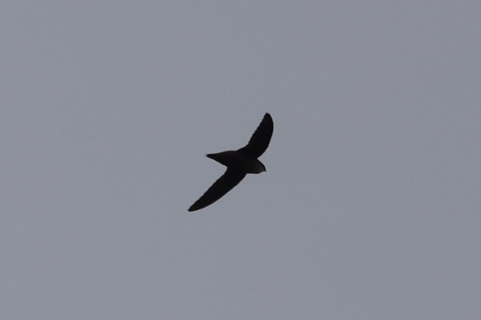 Chimney Swift - ML623798084