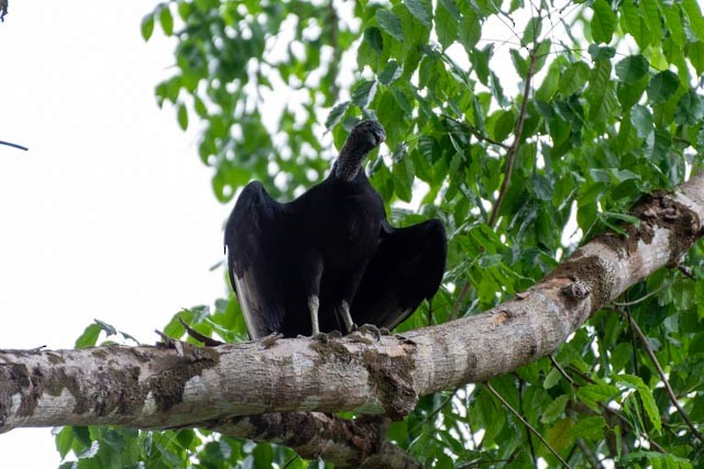 Black Vulture - ML623798085