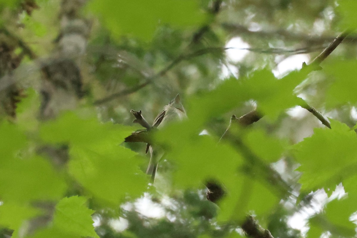 Eastern Wood-Pewee - ML623798088