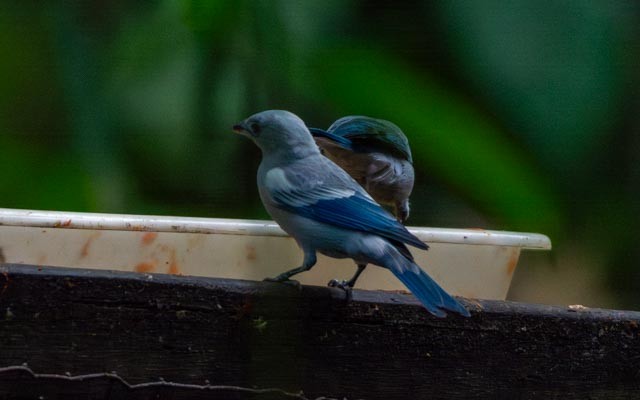 Blue-gray Tanager - ML623798093