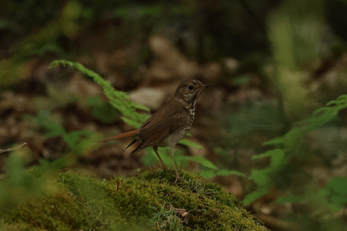 Hermit Thrush - ML623798094