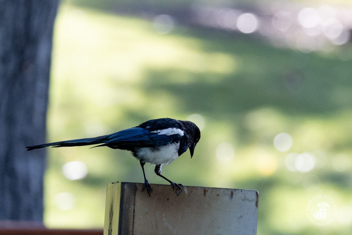 Black-billed Magpie - ML623798101