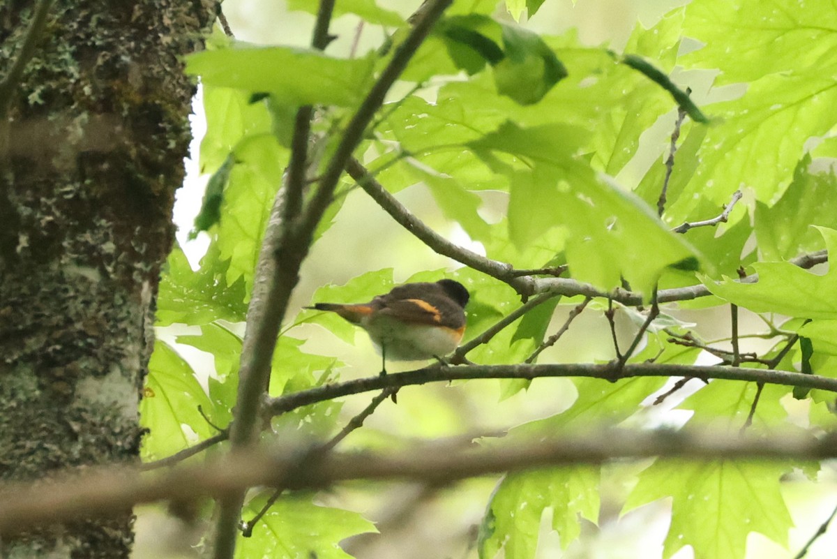 American Redstart - ML623798102