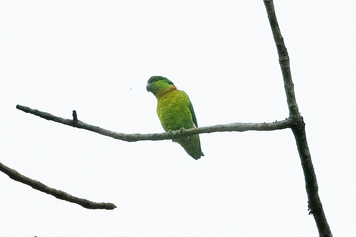 Black-collared Lovebird - ML623798110