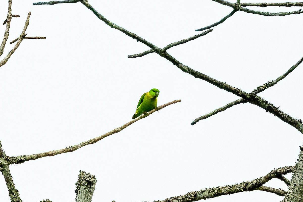 Black-collared Lovebird - ML623798121