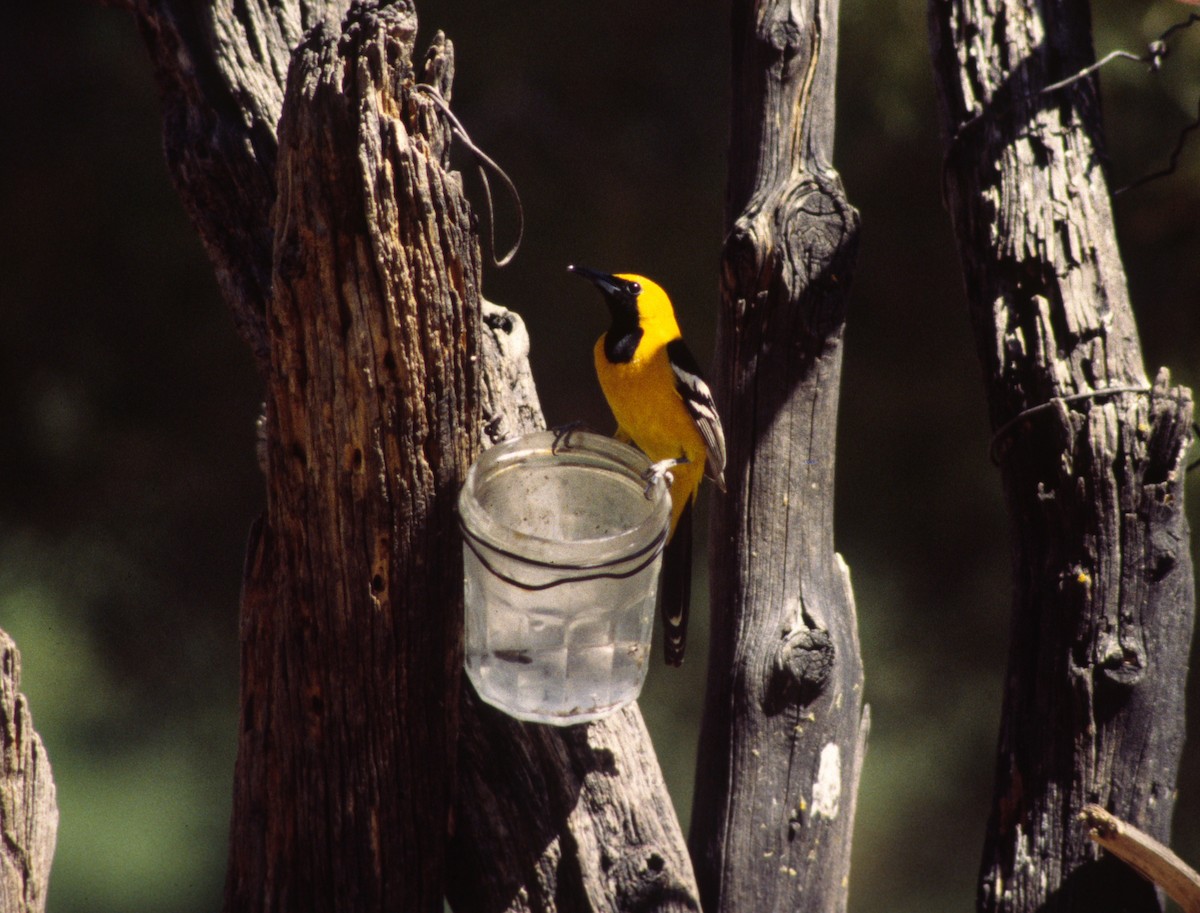 Hooded Oriole (nelsoni Group) - ML623798123