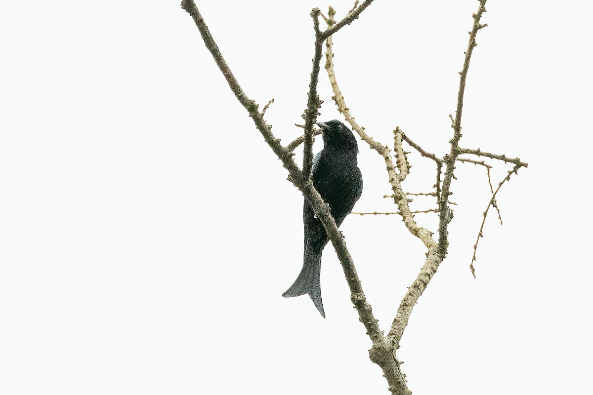 Velvet-mantled Drongo (coracinus) - ML623798133