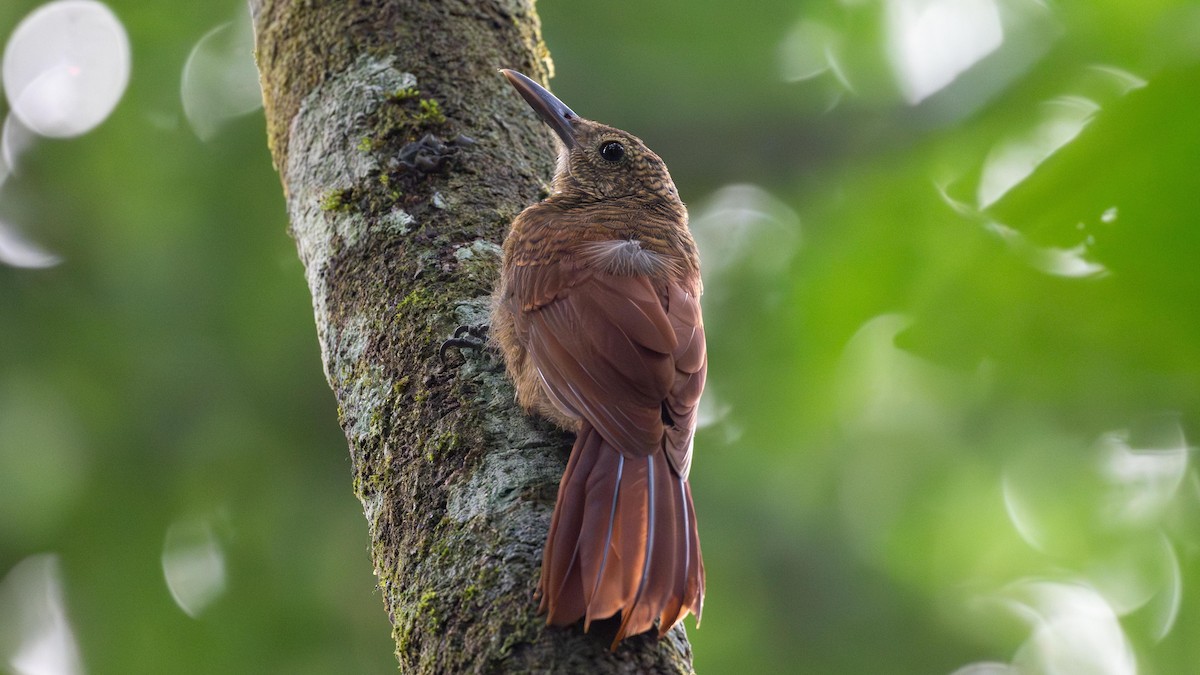 Amazonian Barred-Woodcreeper (Jurua) - ML623798135