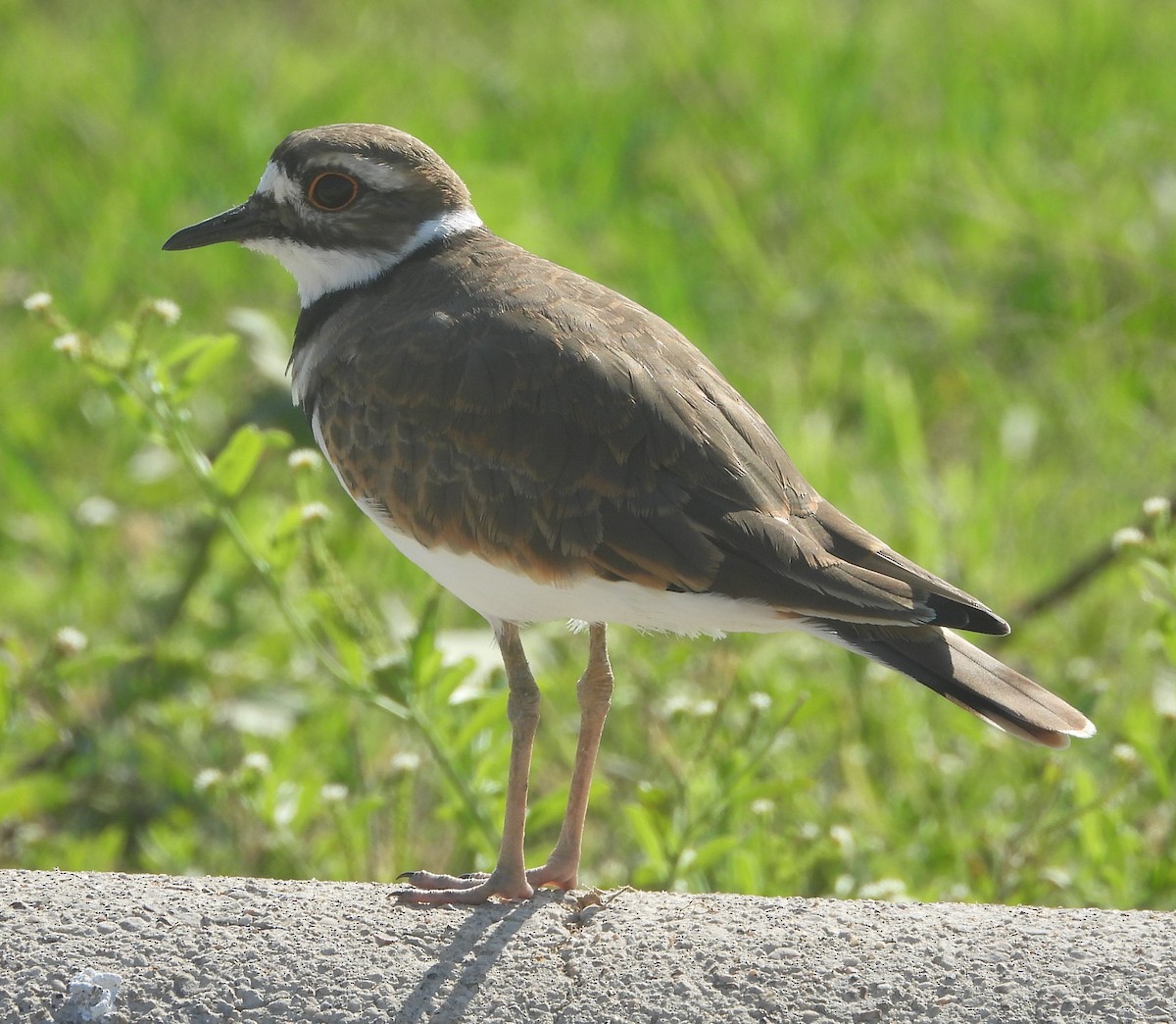 Killdeer - ML623798142