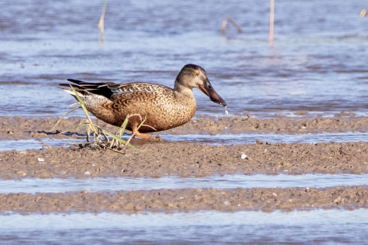 Northern Shoveler - ML623798155