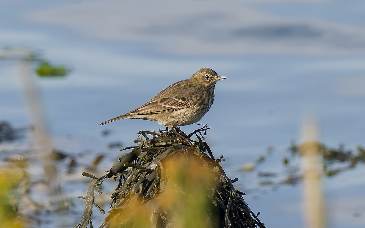 Rock Pipit - ML623798234