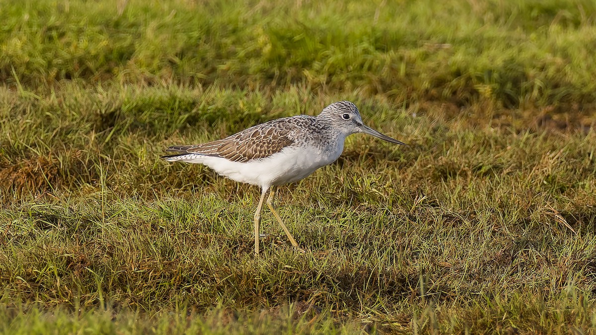 Common Greenshank - ML623798251