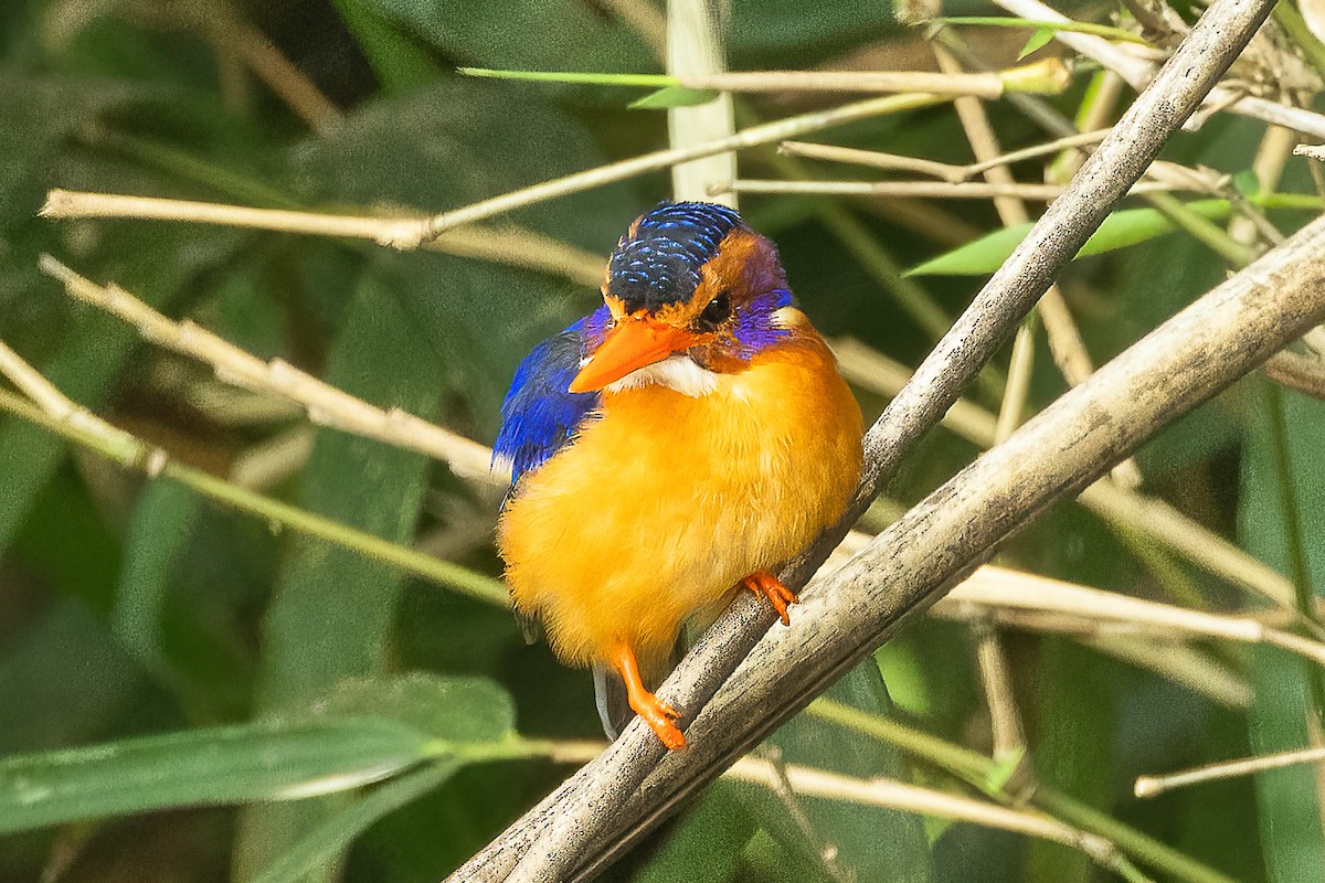 African Pygmy Kingfisher - Francesco Veronesi