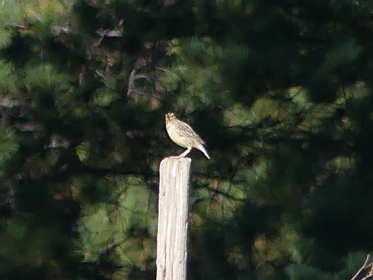 Chihuahuan Meadowlark - ML623798286