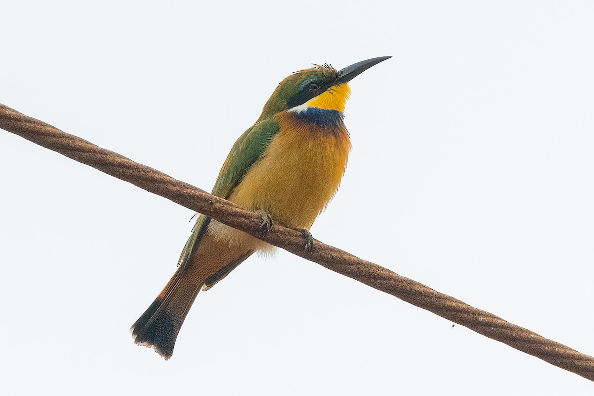 Blue-breasted Bee-eater - ML623798297