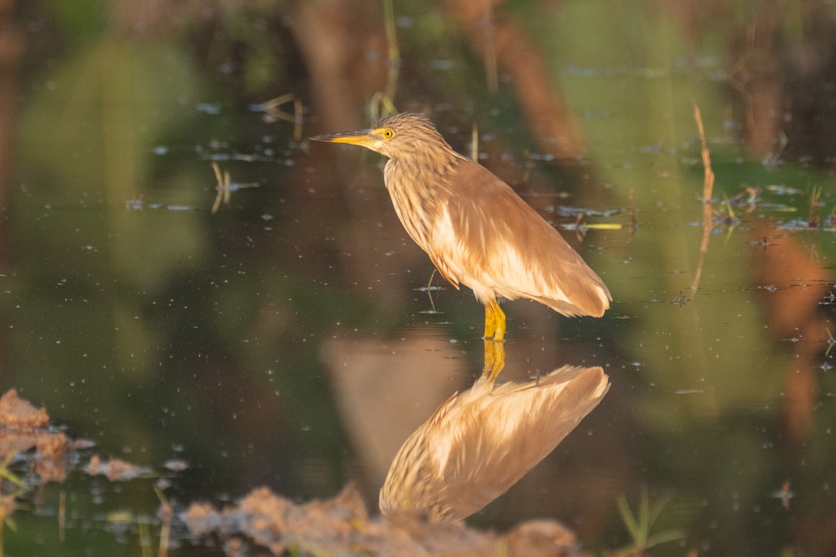 pond-heron sp. - ML623798321