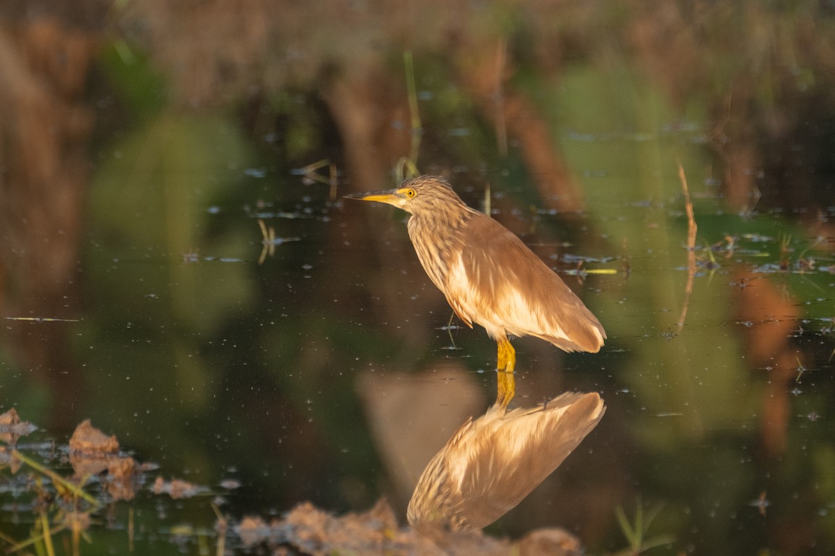 pond-heron sp. - ML623798322