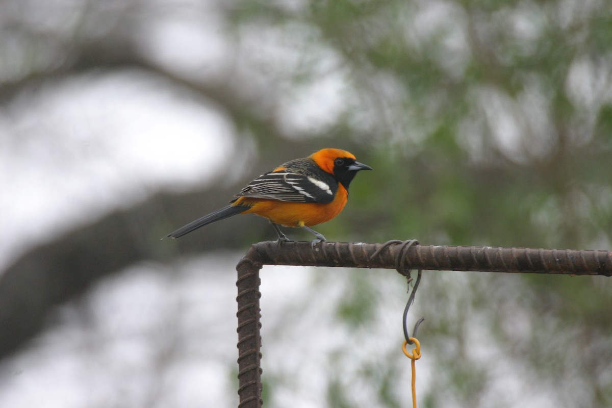 Hooded Oriole (cucullatus/sennetti) - ML623798338