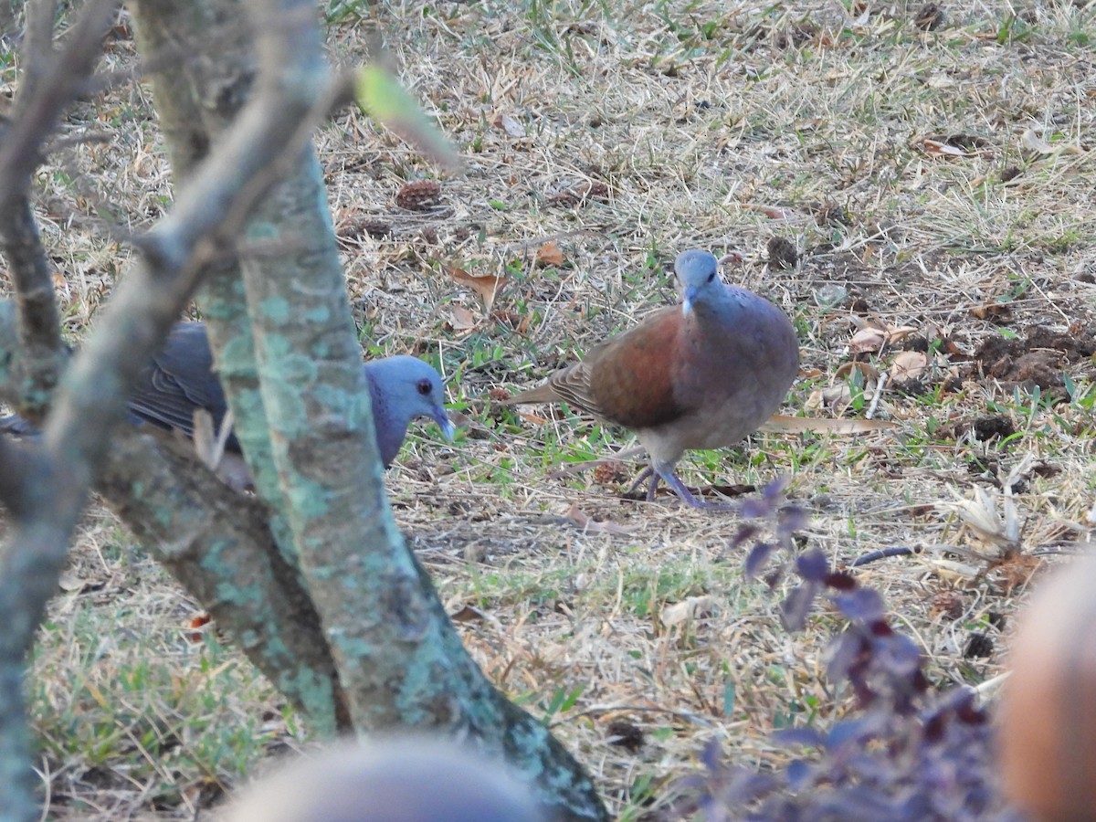 Malagasy Turtle-Dove - ML623798348