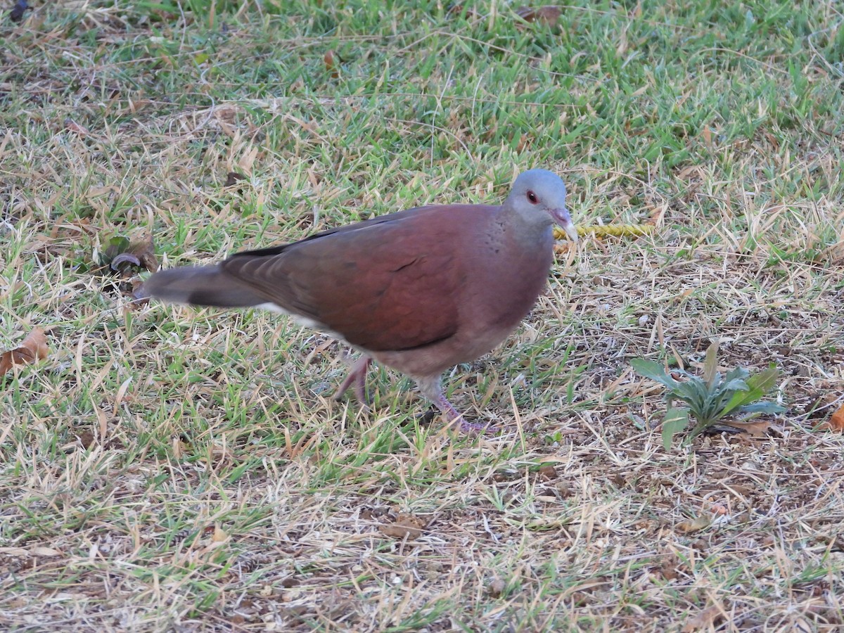 Malagasy Turtle-Dove - ML623798349