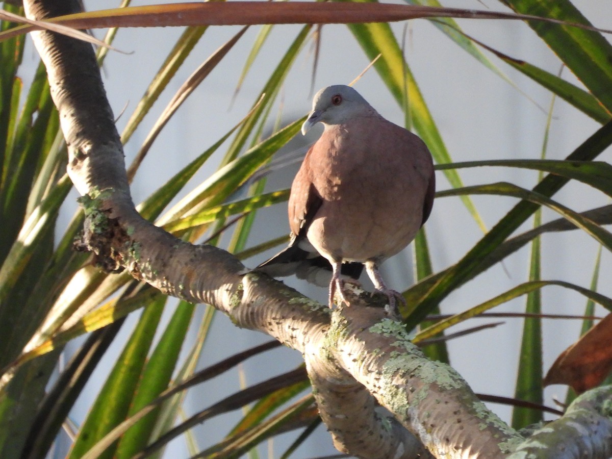 Malagasy Turtle-Dove - ML623798350