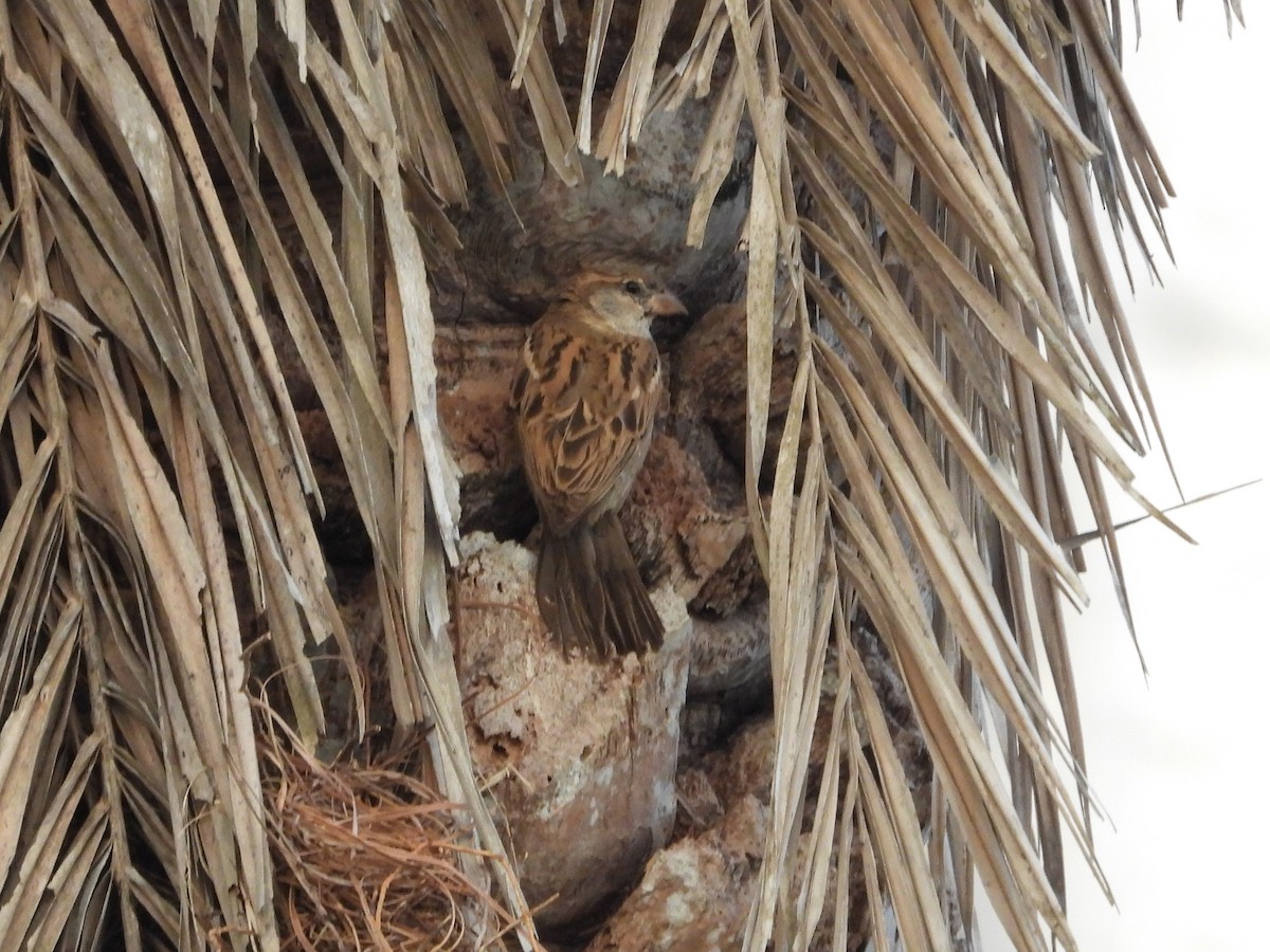 House Sparrow - ML623798355