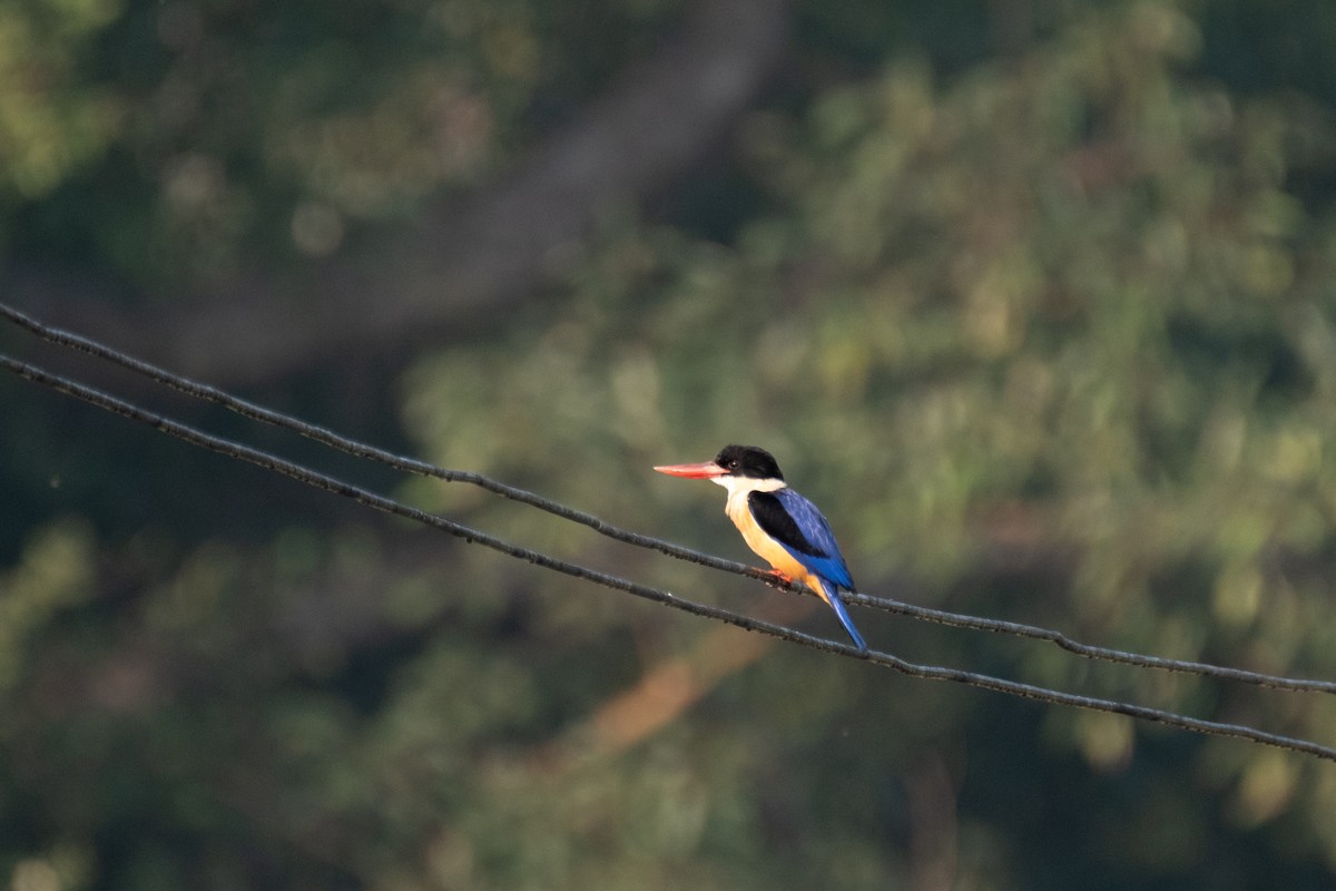 Black-capped Kingfisher - ML623798363