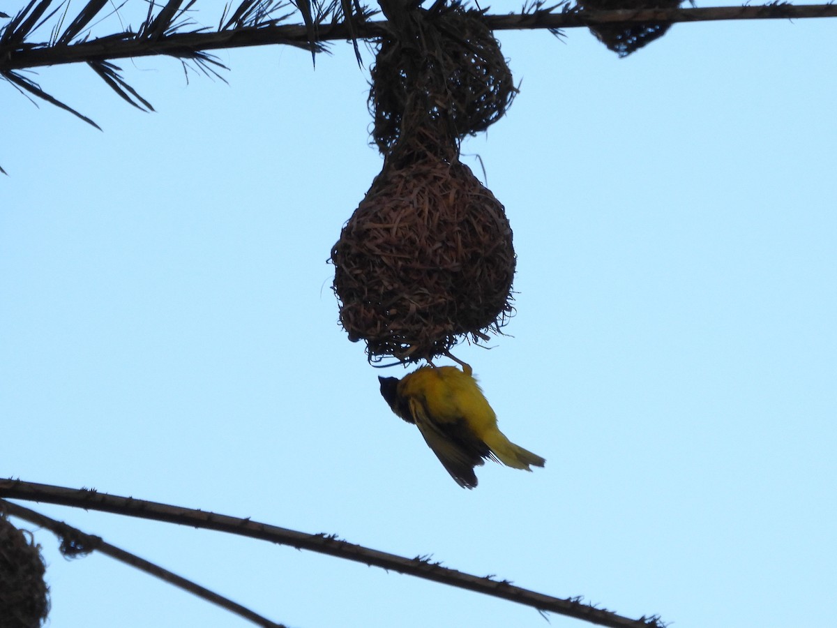 Village Weaver (Spot-backed) - ML623798367