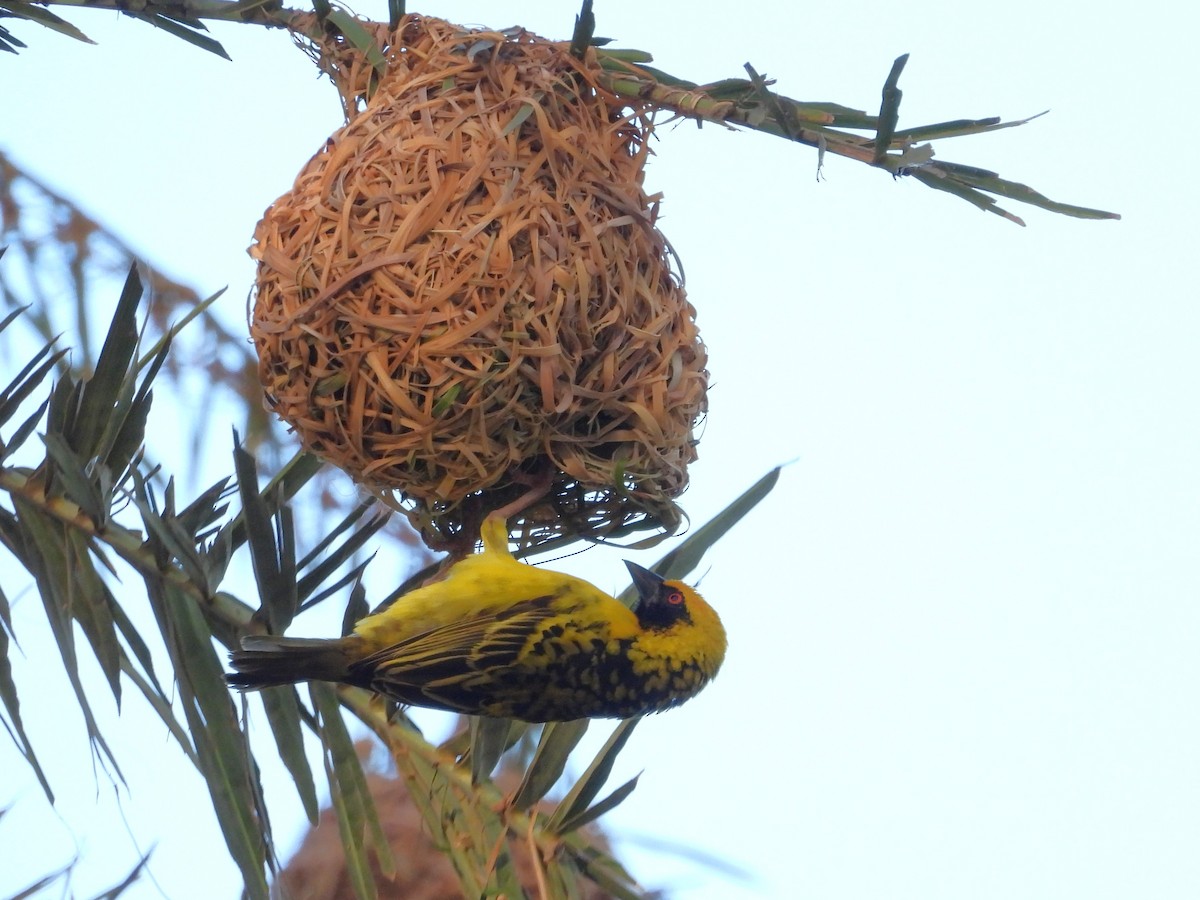 Village Weaver (Spot-backed) - ML623798368