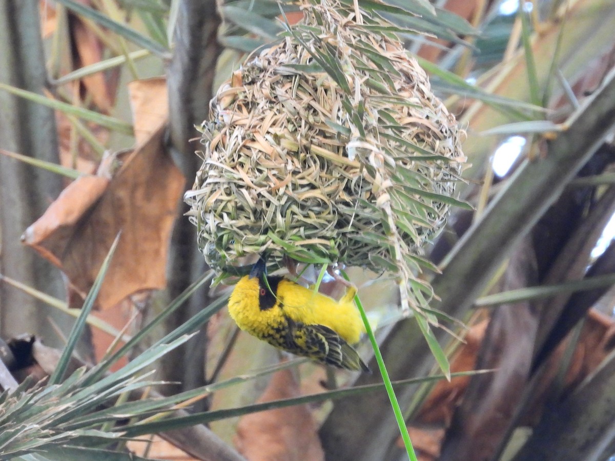 Village Weaver (Spot-backed) - ML623798369