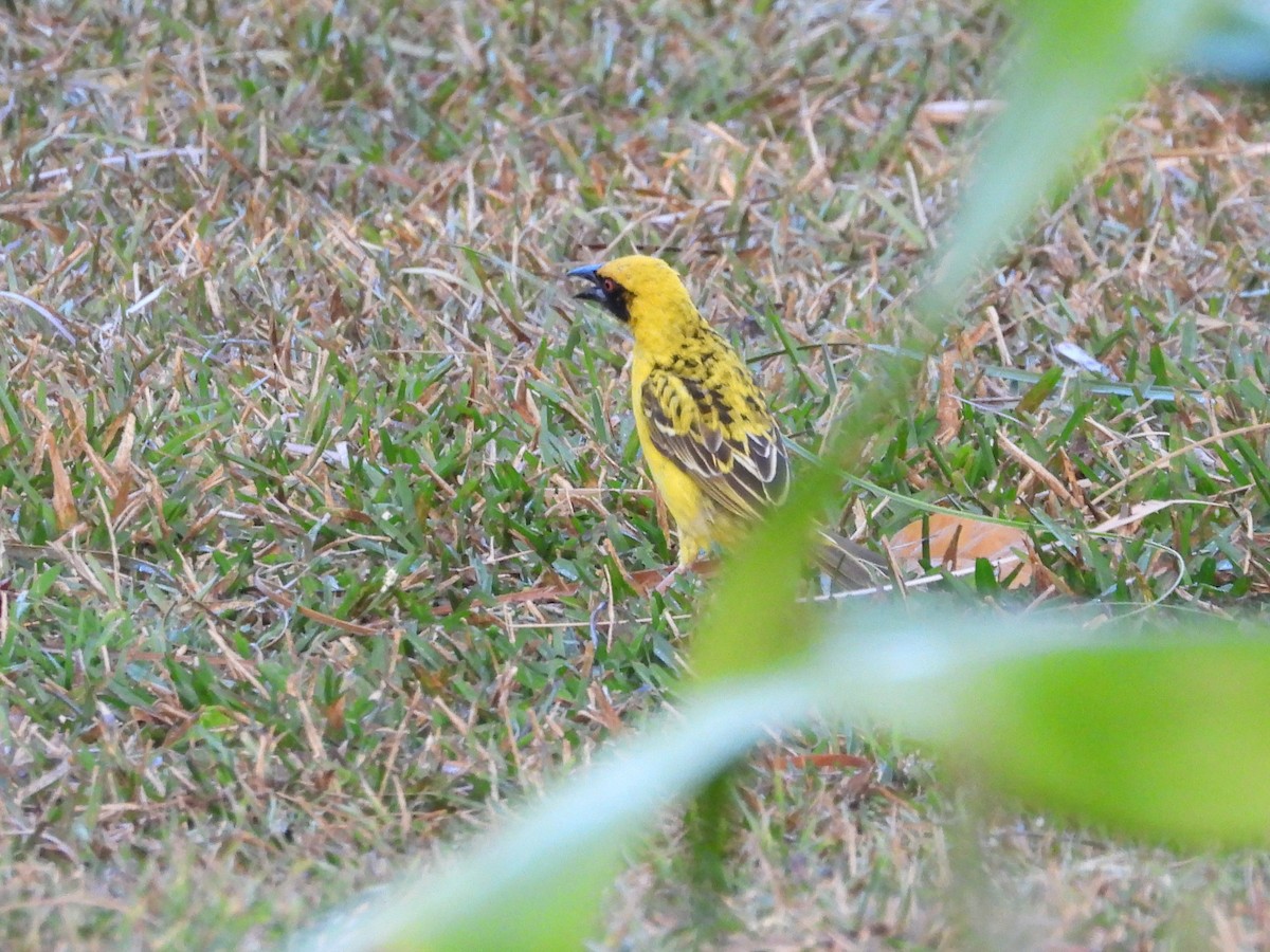 Village Weaver (Spot-backed) - ML623798370