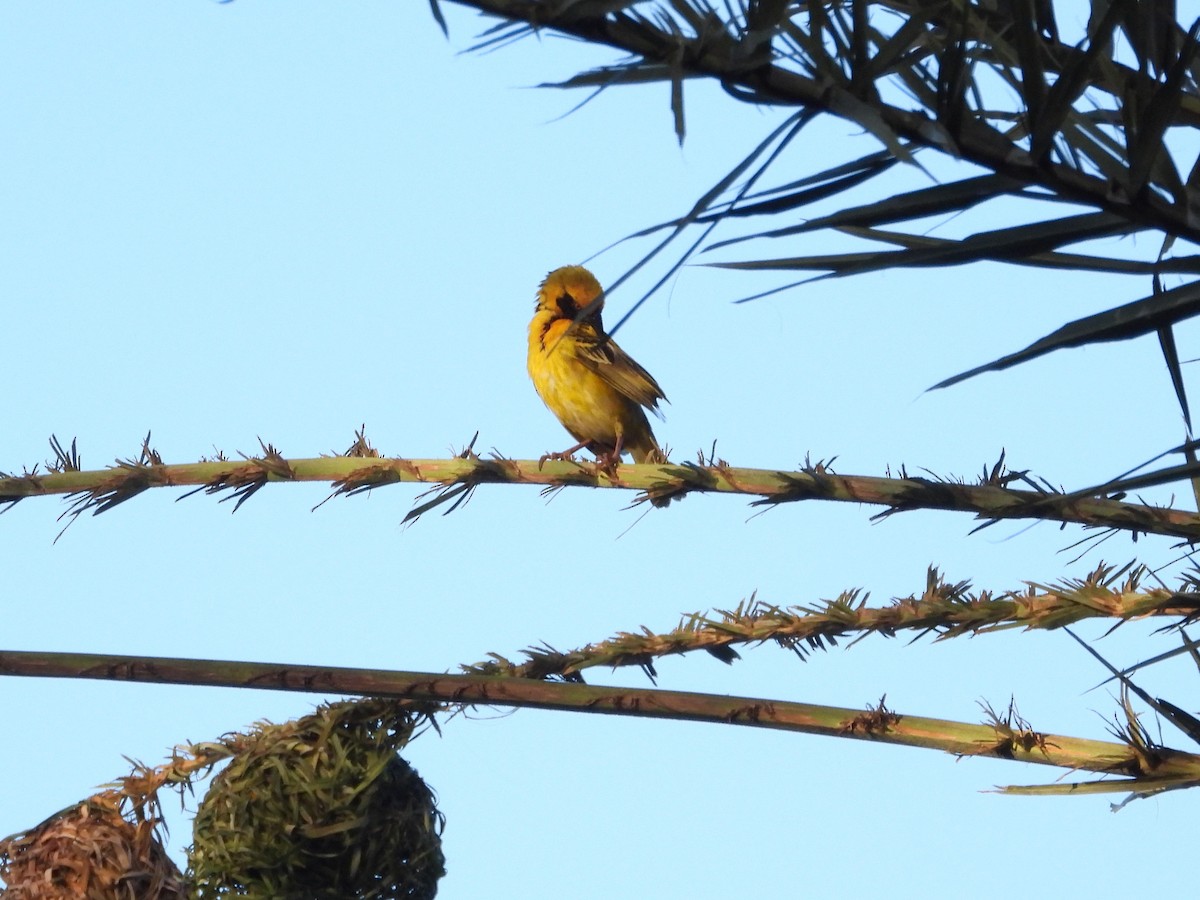 Village Weaver (Spot-backed) - ML623798371