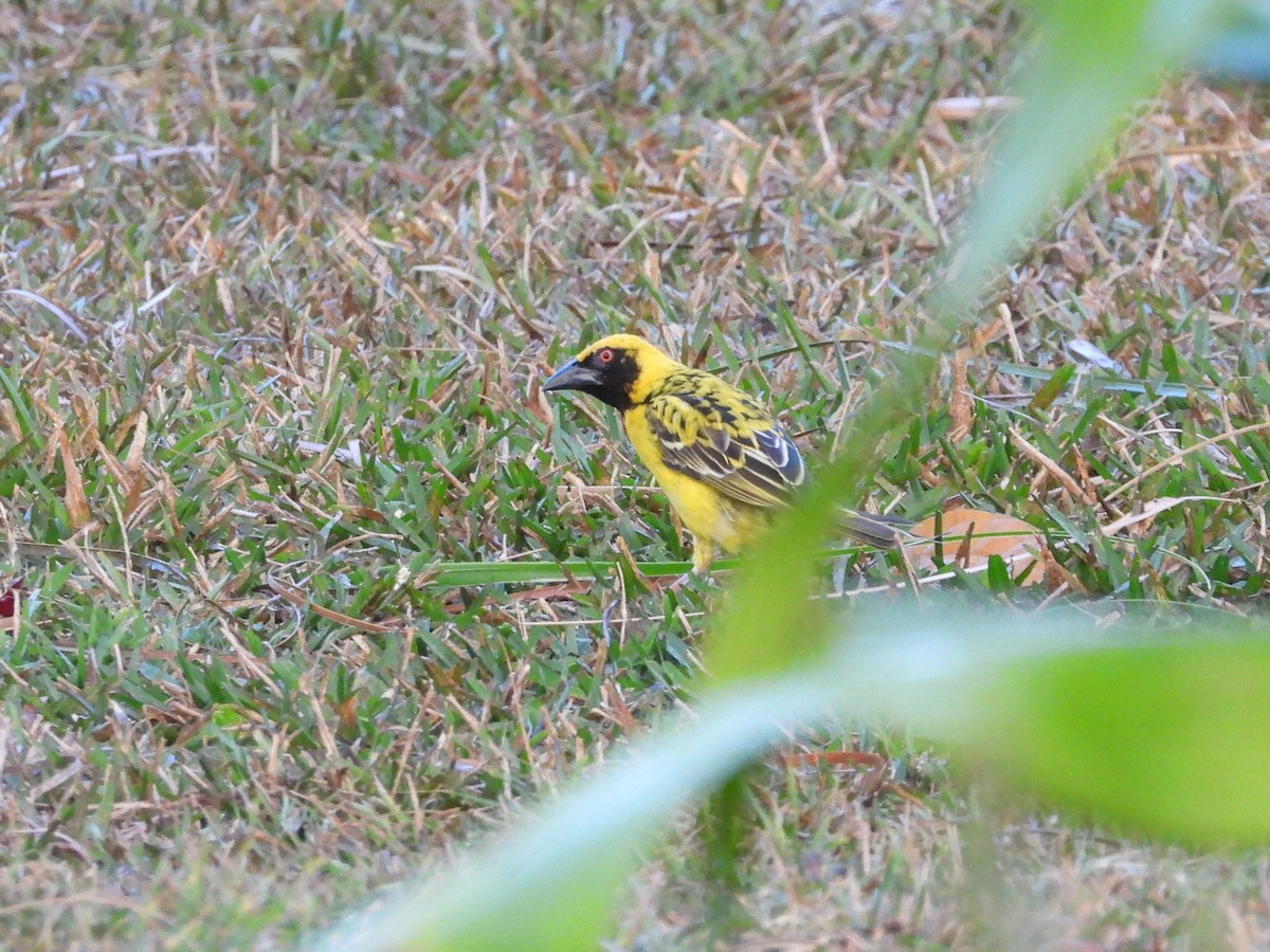 Village Weaver (Spot-backed) - ML623798372